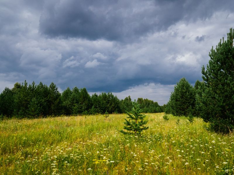 Easement Land Clearing in Gwinnett County, GA